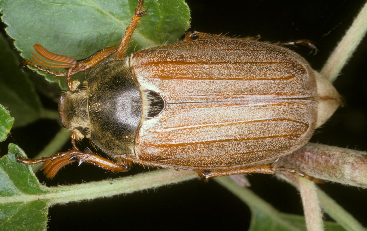 melolontha-melolontha-common-cockchafer